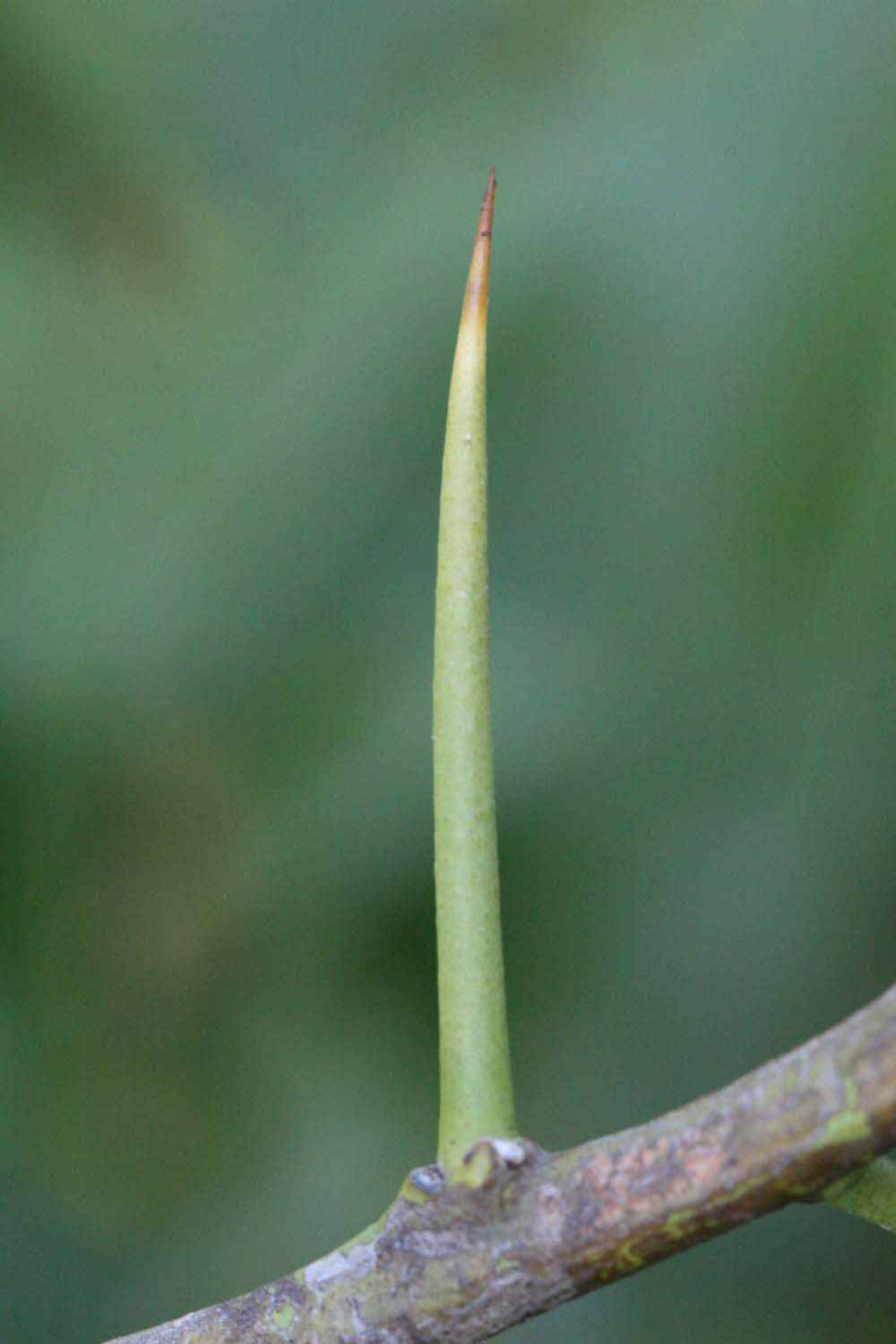              Thorn (Riverside, CA)       